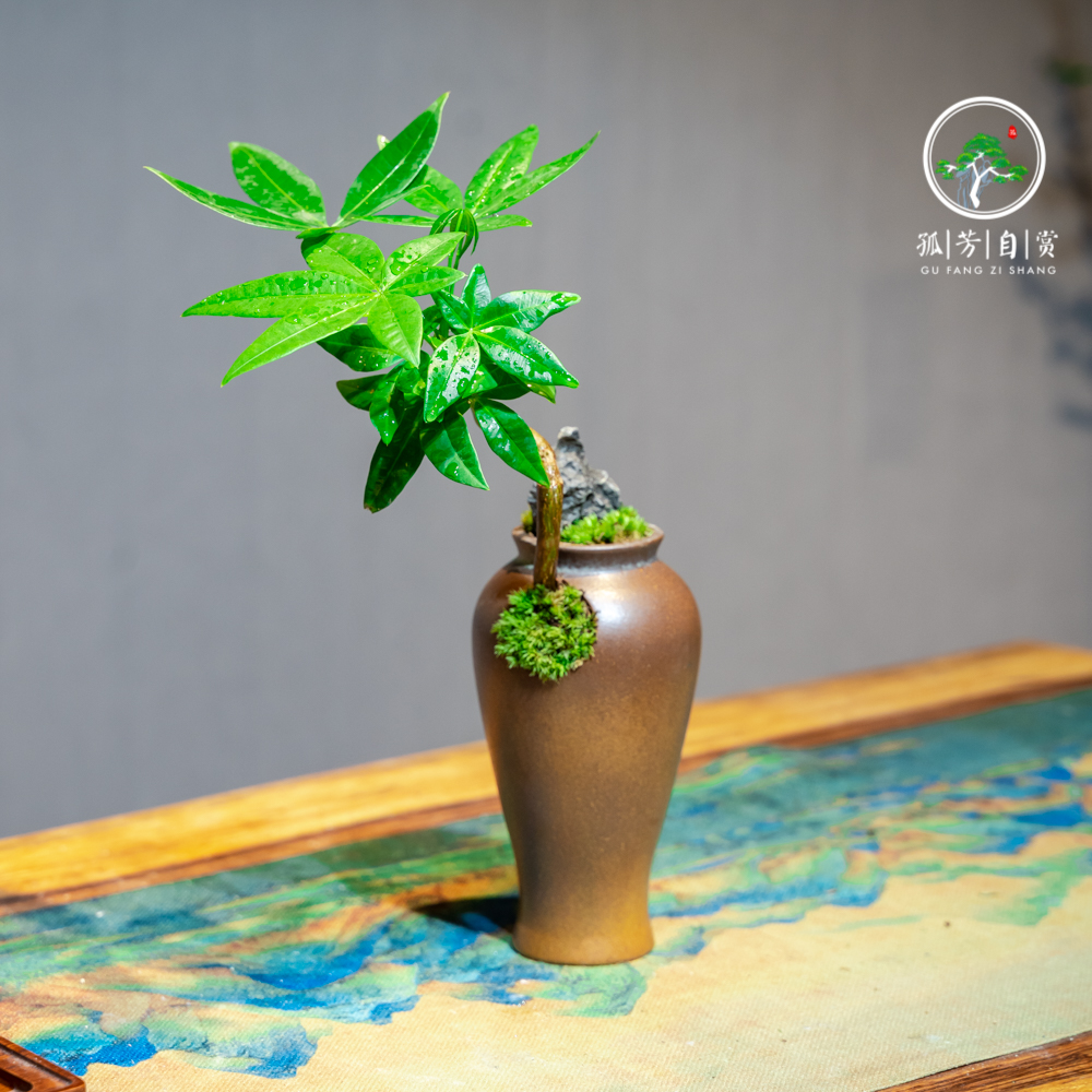 发财树室内绿植小盆栽造型小盆景桌面植物好养办公室客厅四季常青