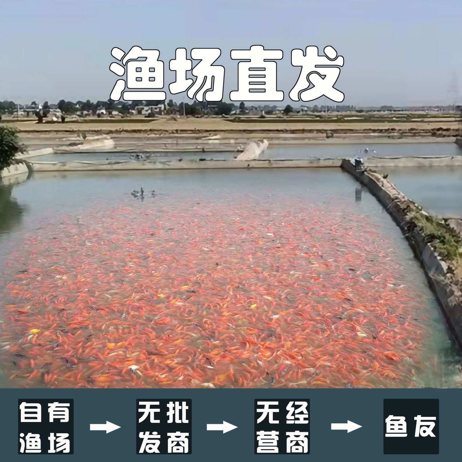 1号链接冷水鱼锦鲤黄金龙凤招财锦鲤红白锦鲤三色锦鲤好养耐活