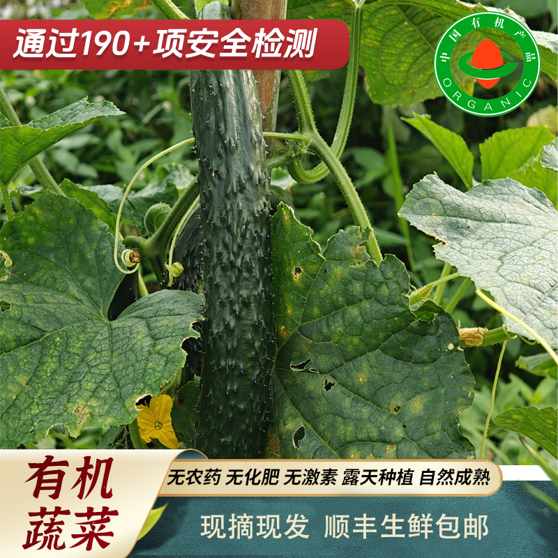良田有菜3斤新鲜现摘清脆爽口黄瓜有机农场直发顺丰包邮坏果包赔