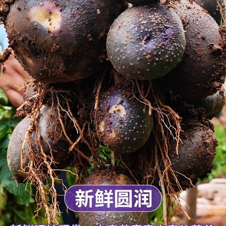 七彩洋芋新鲜现挖5斤/10斤