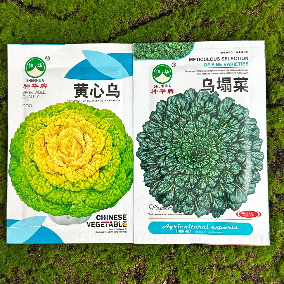 黄/绿乌塌菜种子