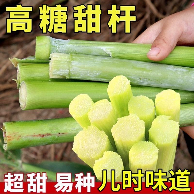 甜杆种籽高粱杆/甜高粱/北方东北甘蔗/高糖种植甜杆种籽桃树叶