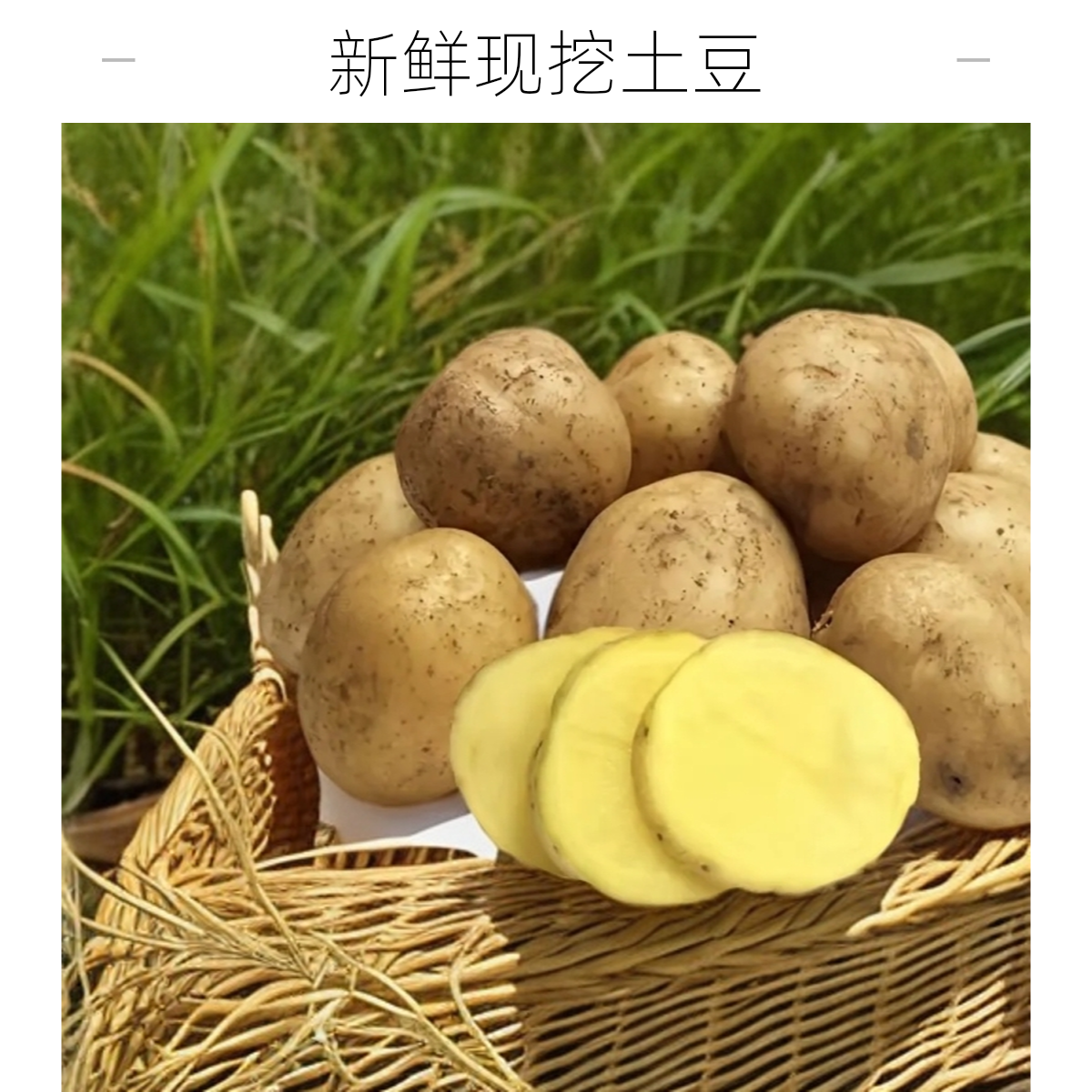 贵州威宁老品种米拉洋芋黄皮黄心（粉面糯）