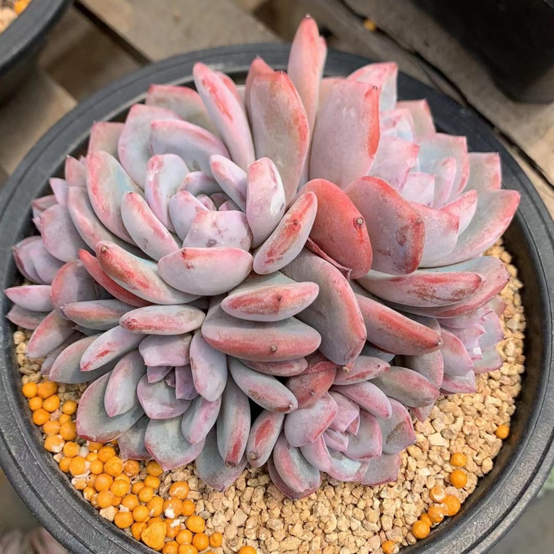 啊军喵多肉  多肉植物  星影  橙梦露