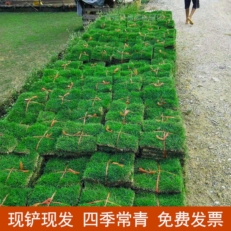 带泥土别墅花园绿化四季青果岭草台湾草马尼拉草皮带土草皮真草坪