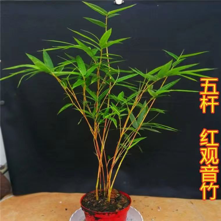 红竹红观音竹小盆栽室内观赏竹一物一拍原盆原土