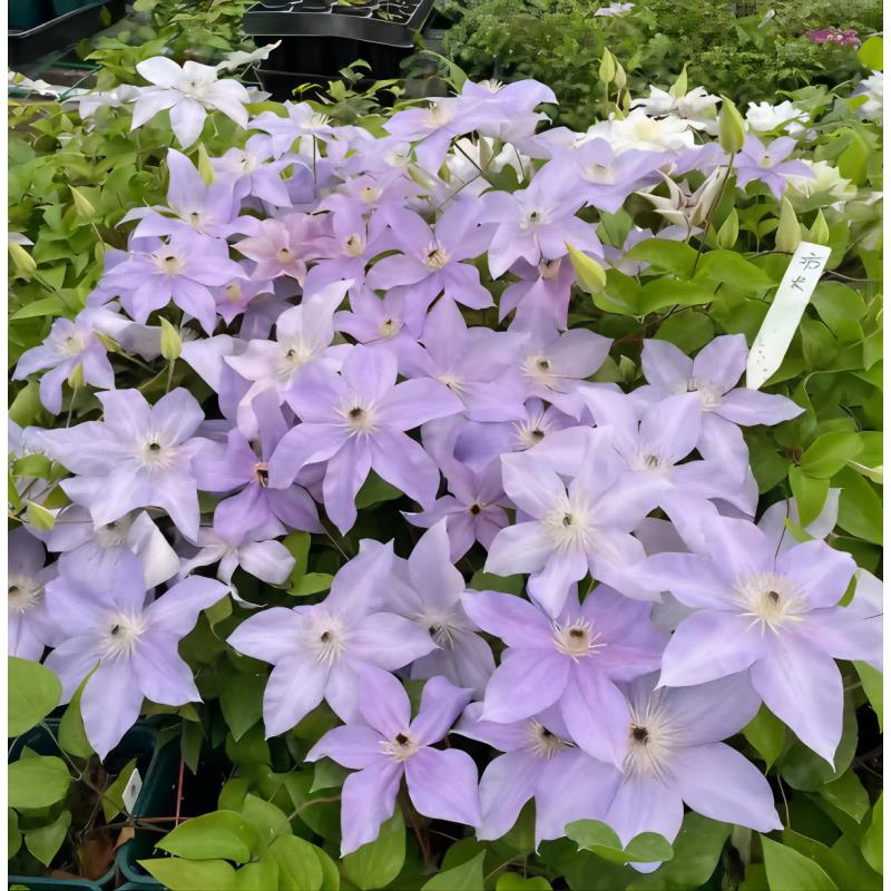 21口径F系种花三类盆栽铁线莲大花丰花爬藤庭院阳台绿植红绿白色