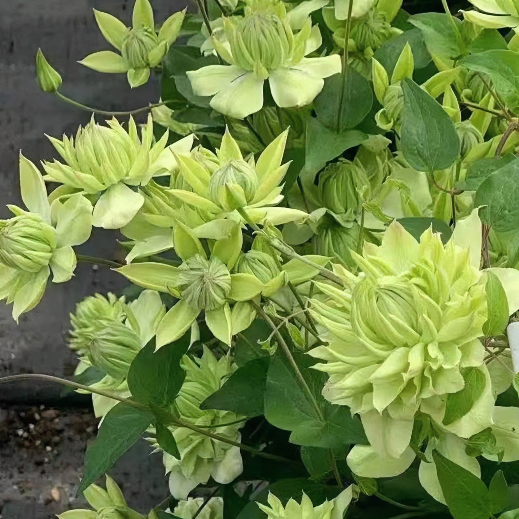 F系列铁线莲庭院拱门花墙花柱种花美化庭院盆栽蓝色白色紫色红色