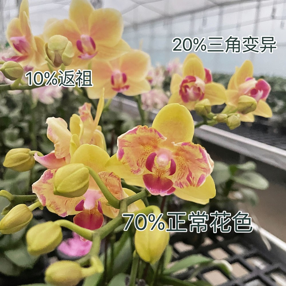 【梦想成真】蝴蝶兰小花花剑苗有返祖概率