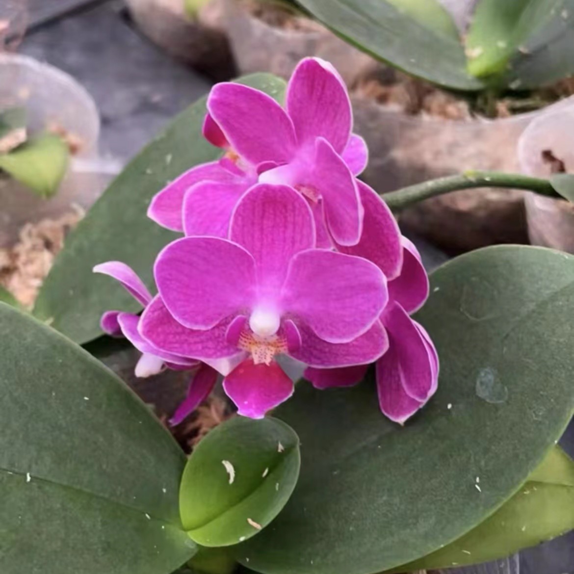 【白鼻心】蝴蝶兰小花花剑苗