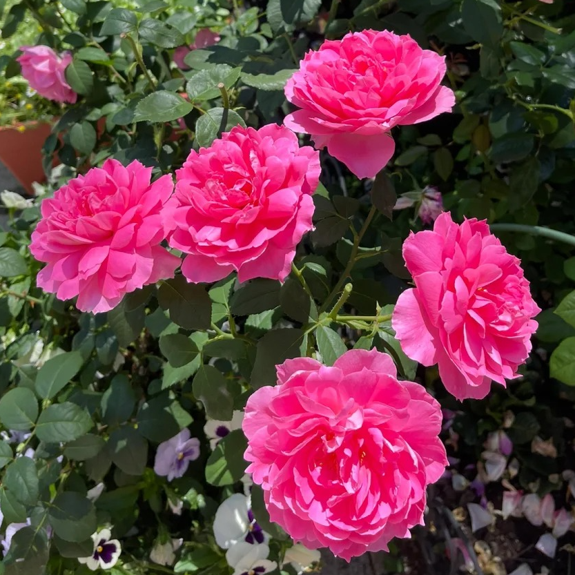 s（牡丹）月季花耐寒耐热【修剪发货】不售后