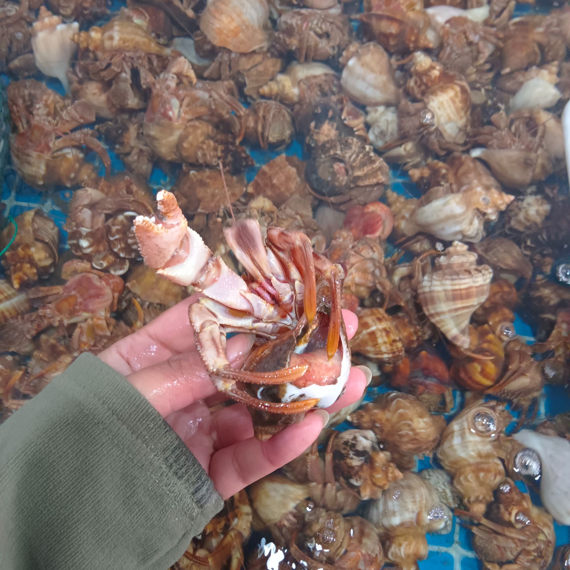 虾怪(寄居蟹），【活发，保鲜不包活】，2-5斤装