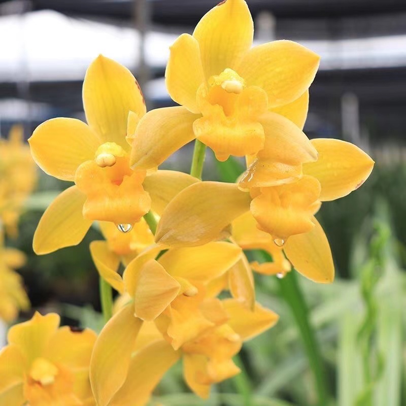 精品名贵带花苞兰花【黄金小神童】3支花 四季开花勤花好养盆栽绿植