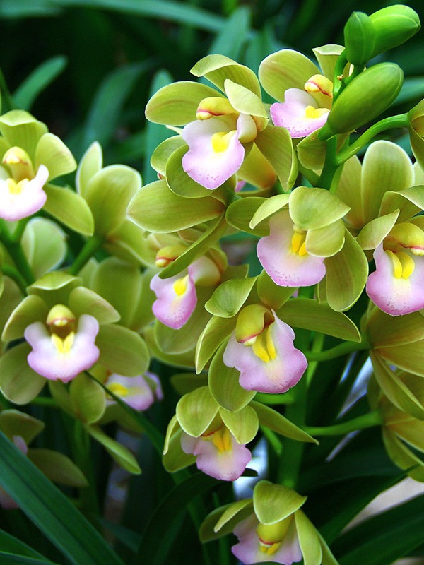 优品兰花【香水香兰】带3-4支花剑 鲜花年宵花带花苞-免费保温发货