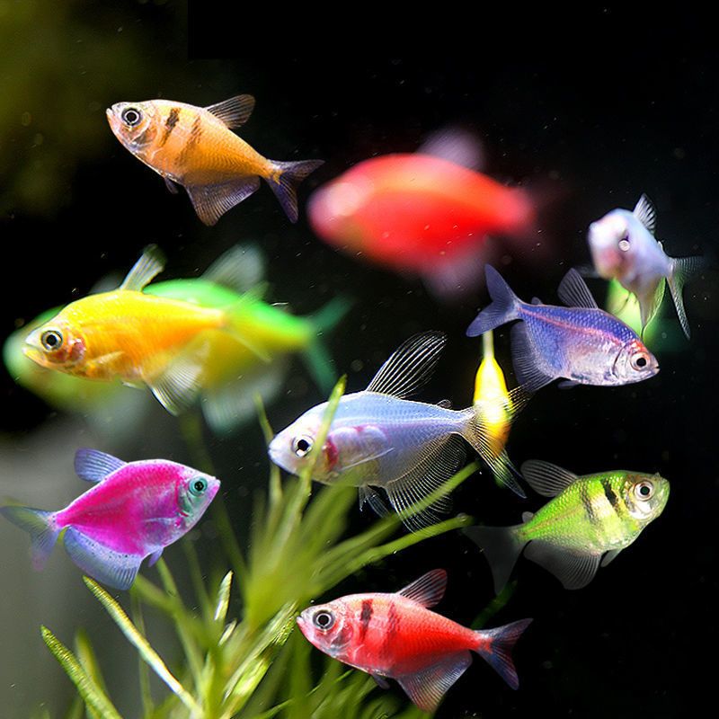 【彩色天使鱼】七彩糖果彩虹观赏鱼好养耐活热带鱼群游小型鱼淡水鱼