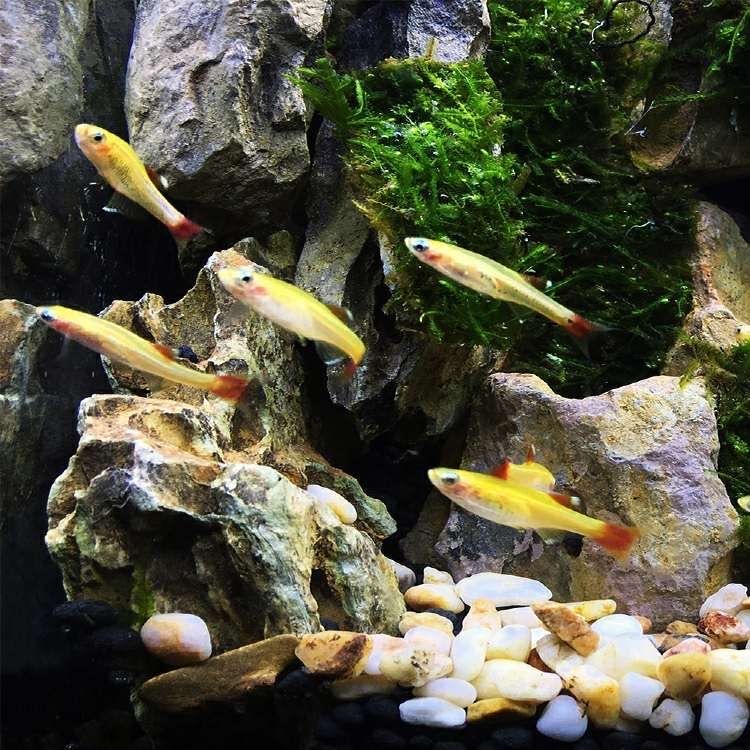 冷水鱼白云金丝鱼活体小型原生鱼不加温观赏淡红尾灯科鱼人工养殖