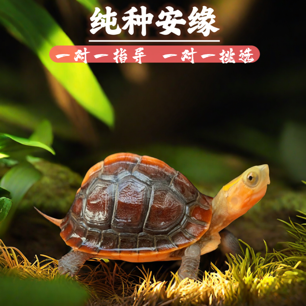 安缘高背禄仔人工合法繁育互动萌宠杂食观赏龟