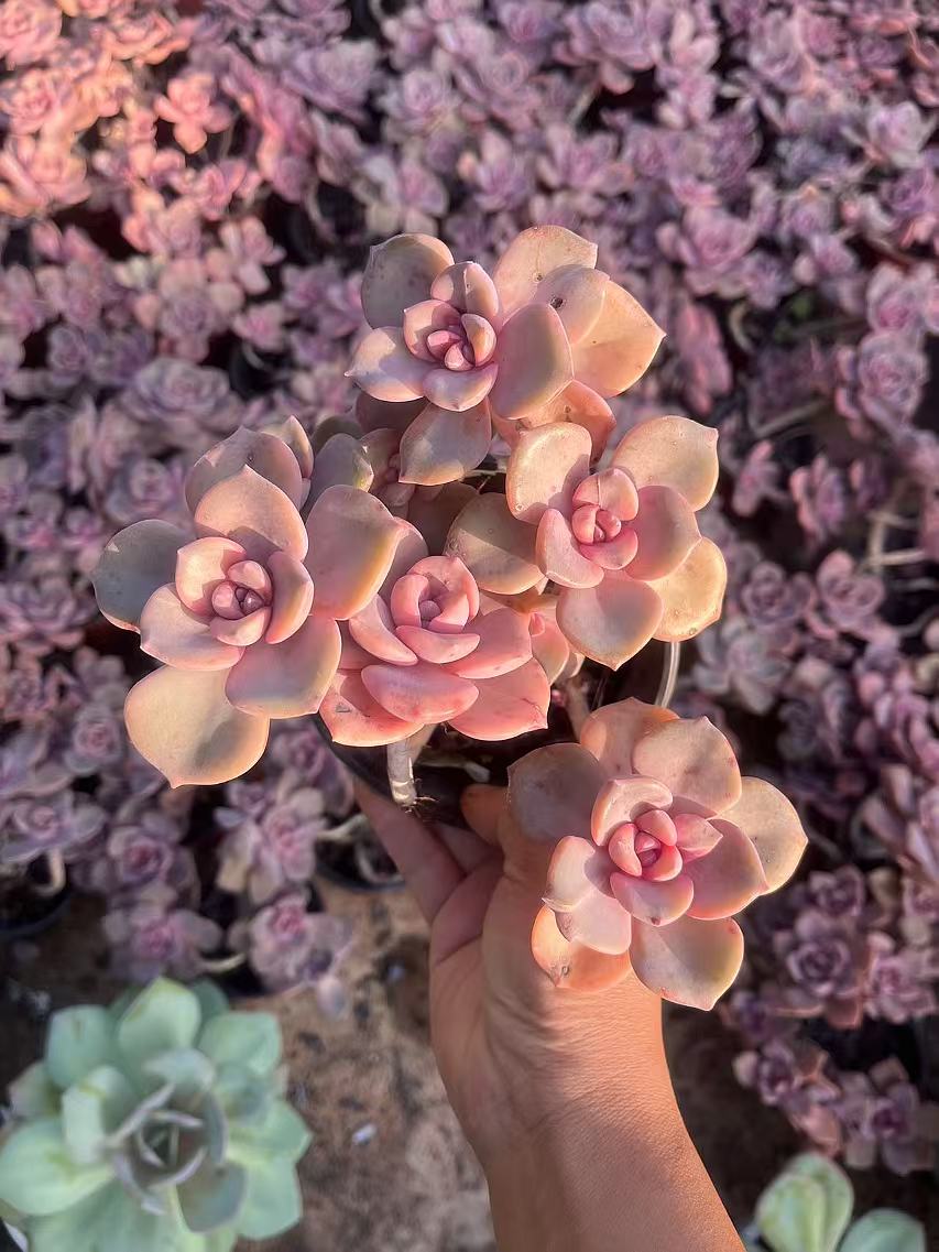 12月22日1601-1700云南多肉基地直发一物一拍满18包邮