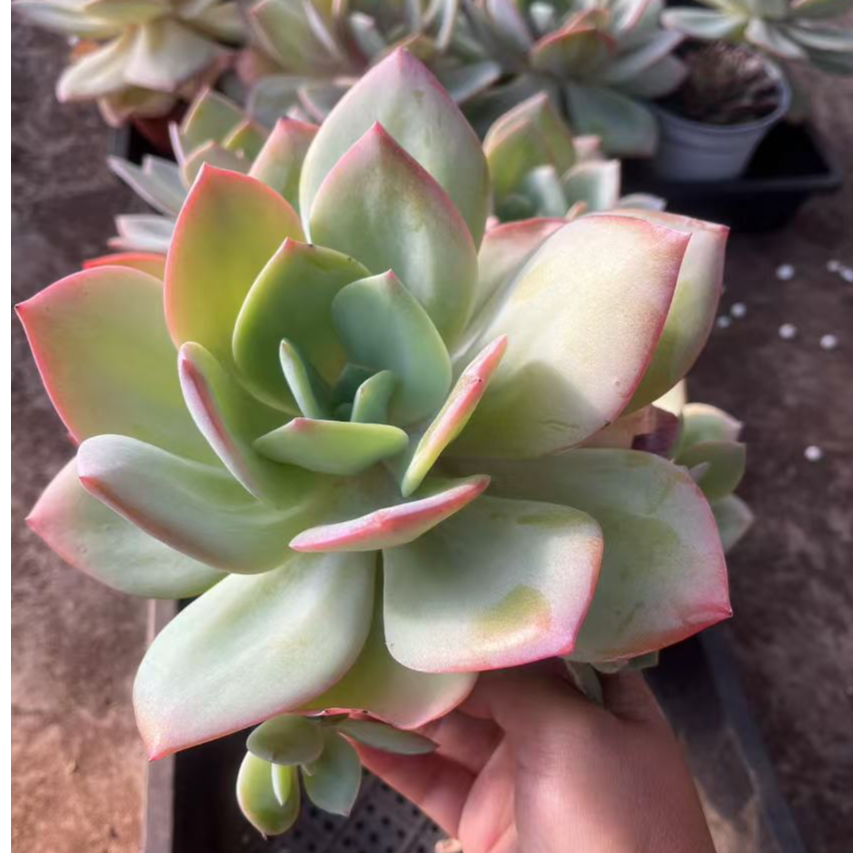 12月21日1-100云南大全多肉一物一拍直播满18包邮