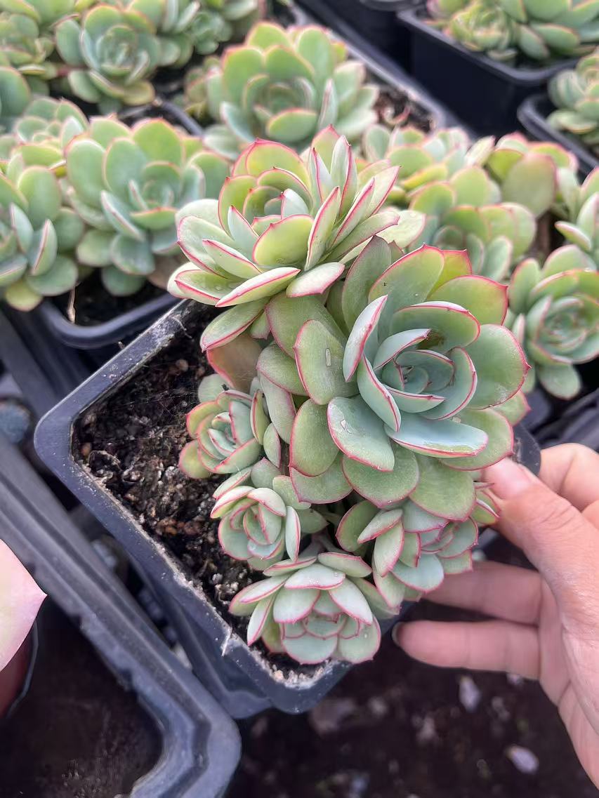 12月6日2301-2400号昆明多肉基地一物一拍满18包邮