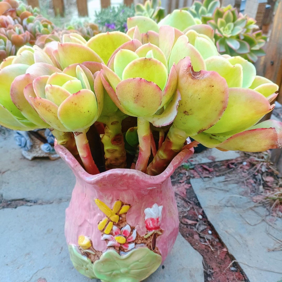 12月22日1501-1600云南多肉植物一物一拍满18包邮