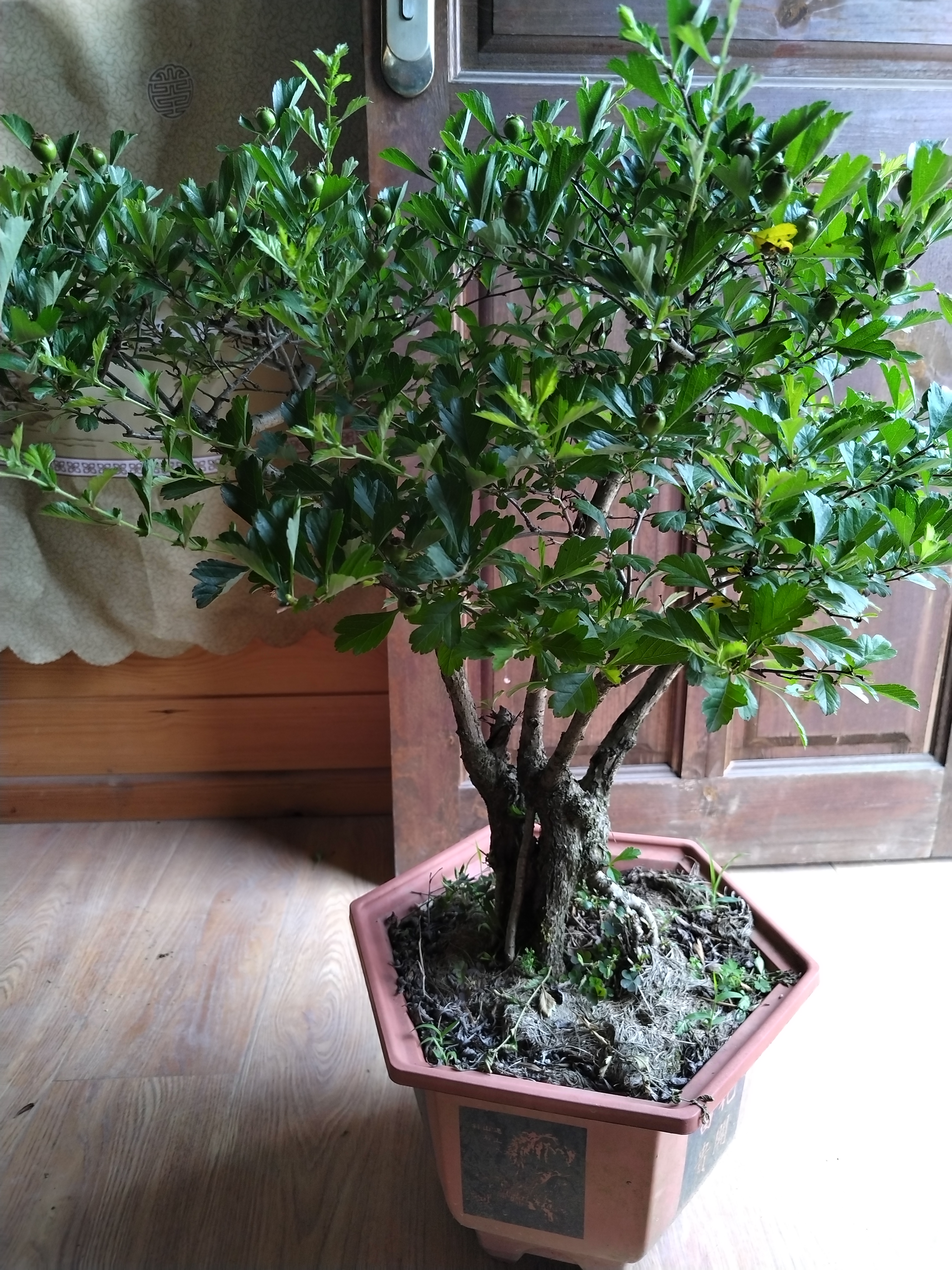 老鸦柿盆景，花卉绿植