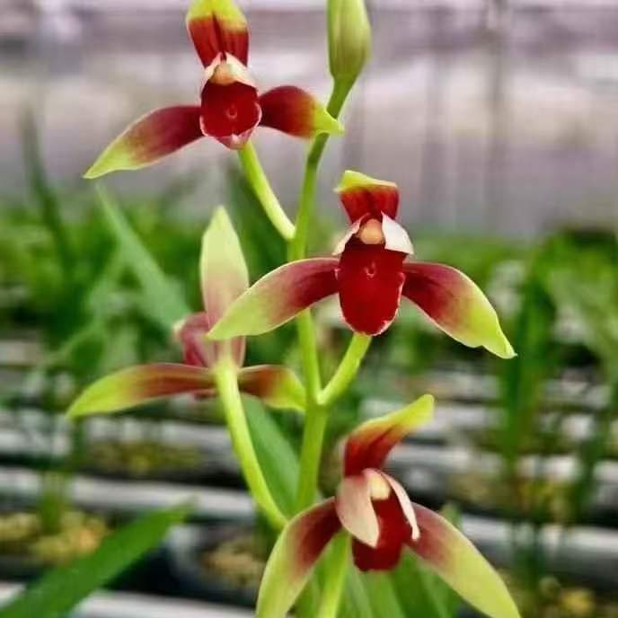 莲熙花卉一物艺卖10-20无品牌兰花带花苞兰花草兰草兰花盆栽