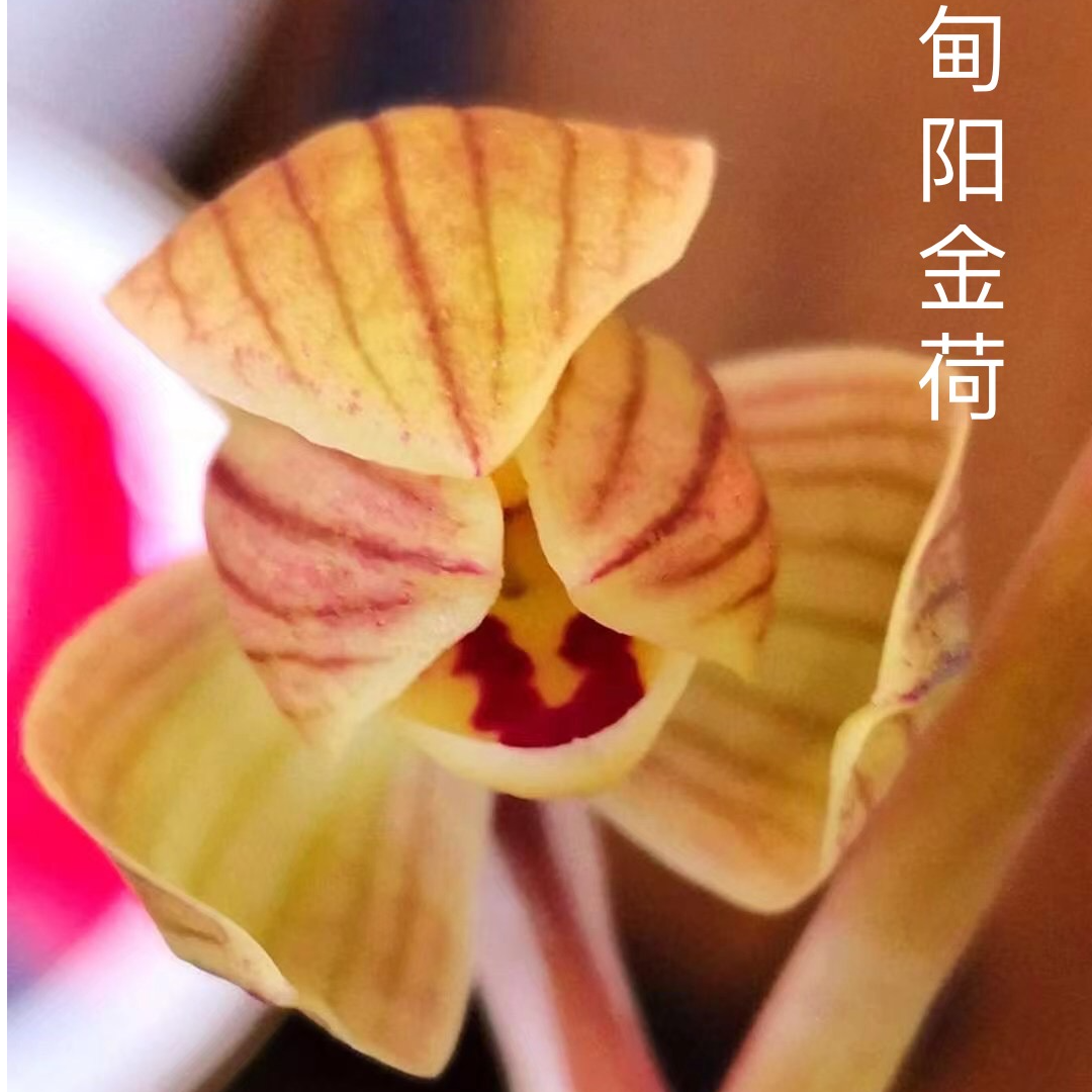 莲瓣兰一物一拍 直播间包对版