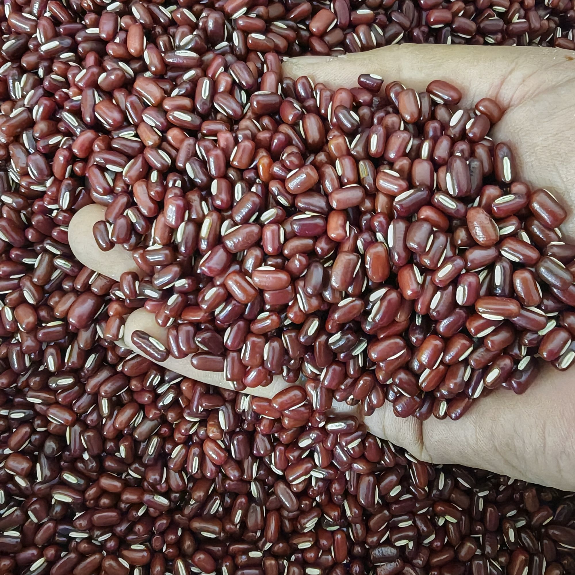 沂蒙山农家种植红小豆自然晾晒