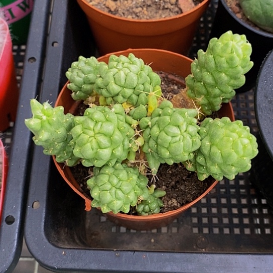 泰剧莲 伯克利的