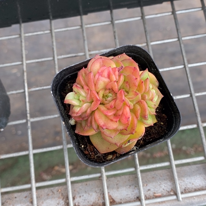 伯克利和格兰两位著名