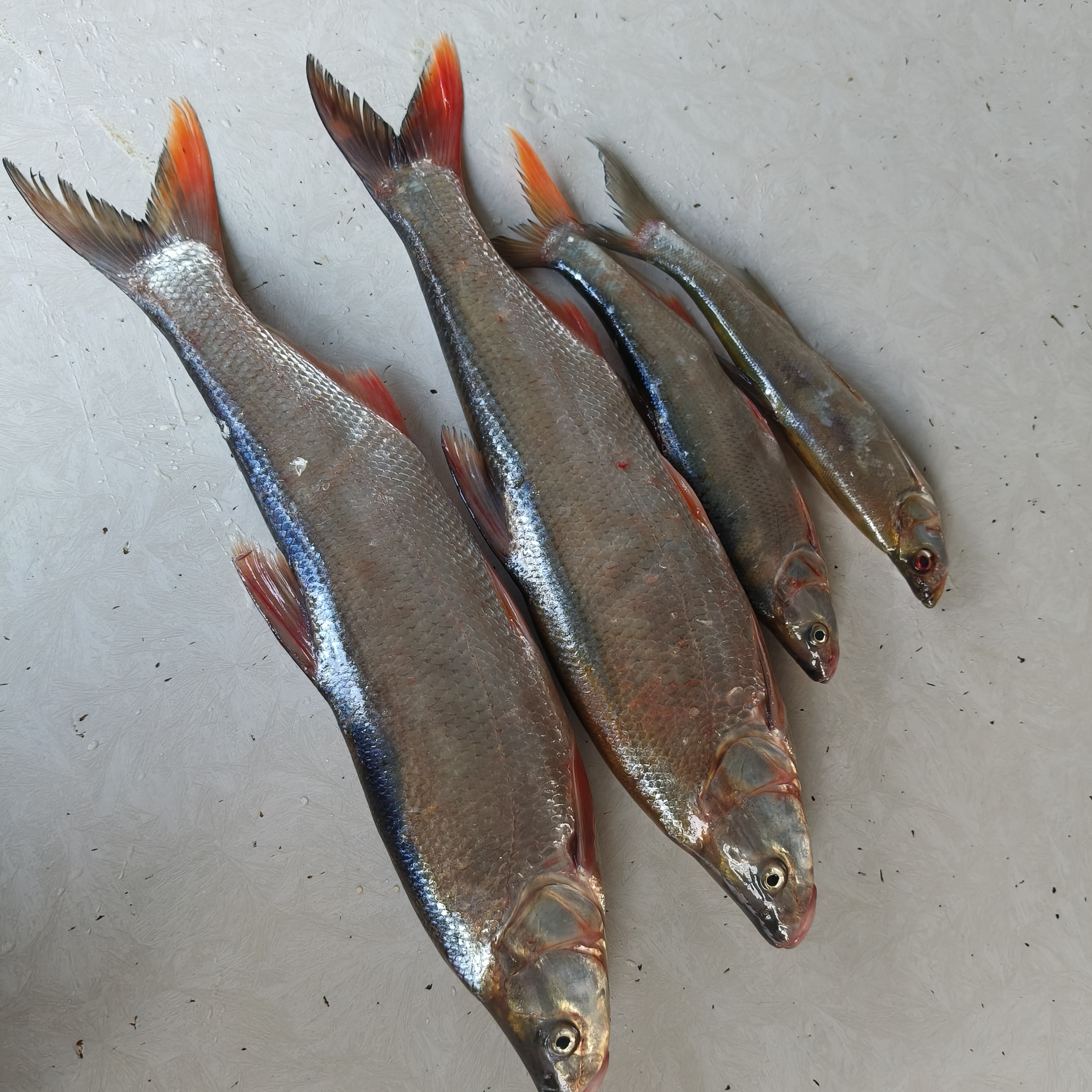 大别山深河红尾翘嘴鱼