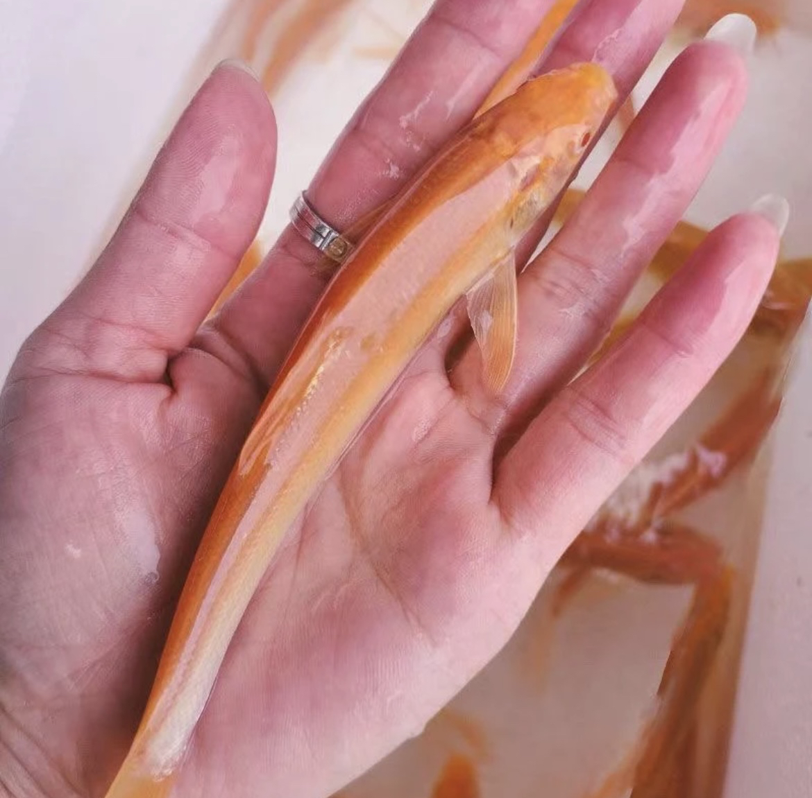 红眼银鳕鱼淡水冷水鱼观赏鱼鱼塘养殖