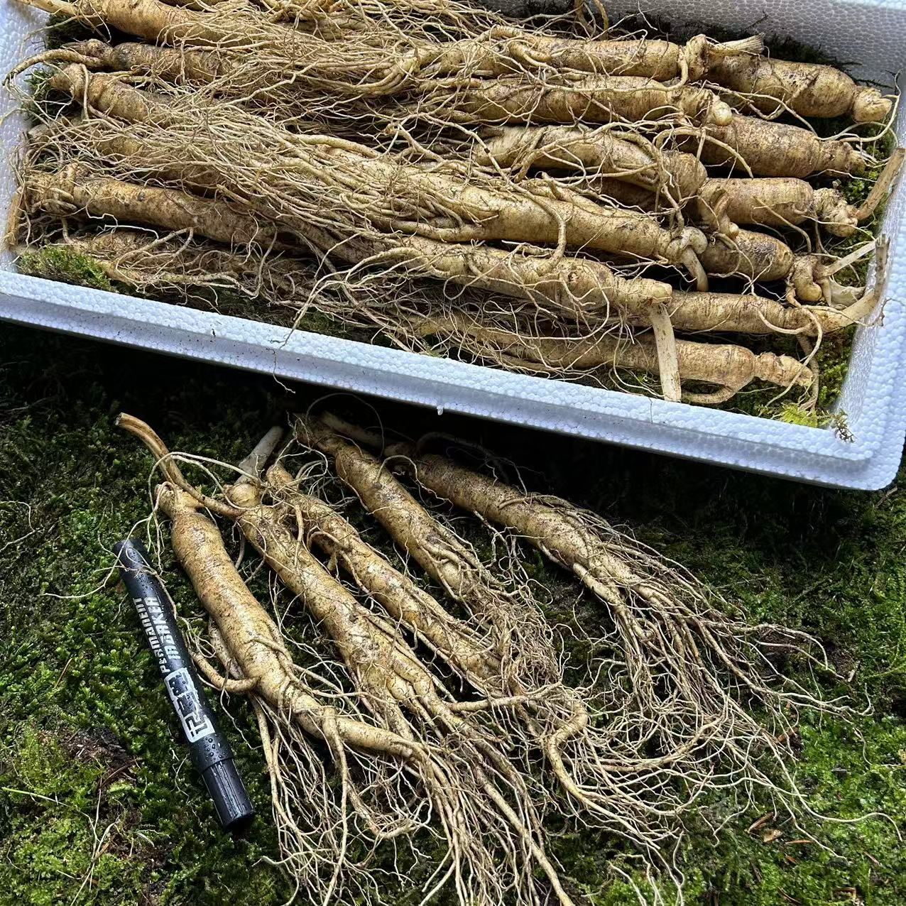 长白山现挖鲜参煲汤泡水