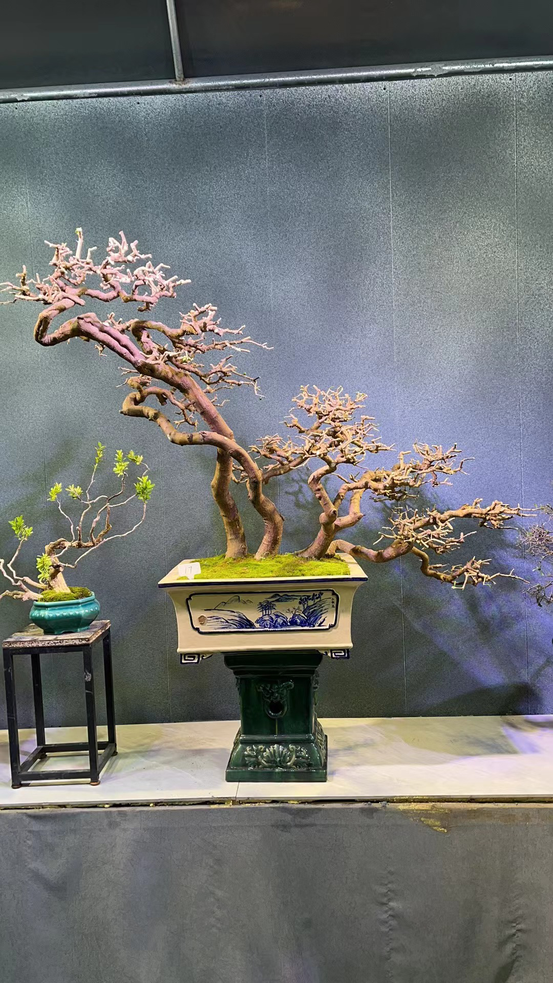 盆景直播一物一拍