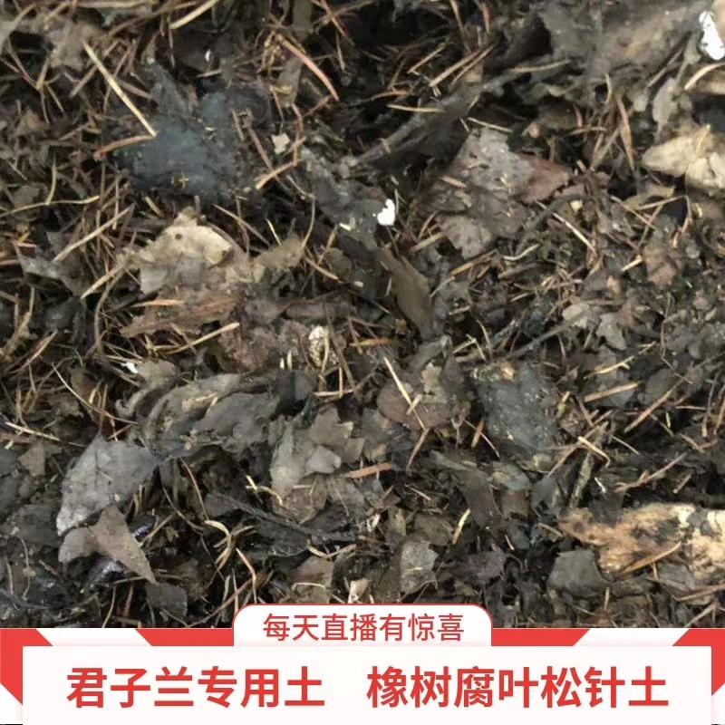 君子兰花土 营养土熟土发酵土 松针橡树叶比例调配