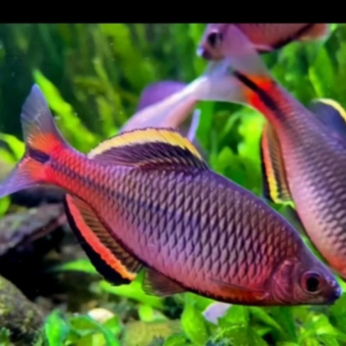 汕尾齐氏鱊鳑鲏冷水鱼原生鱼群游饲养工具鱼啃藻不观赏鱼淡水鱼