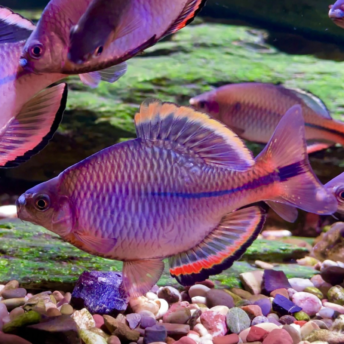 漳州齐氏鱊新流域冷水鱼鳑鲏鱼耐高温原生鱼观赏鱼群活体淡水鱼