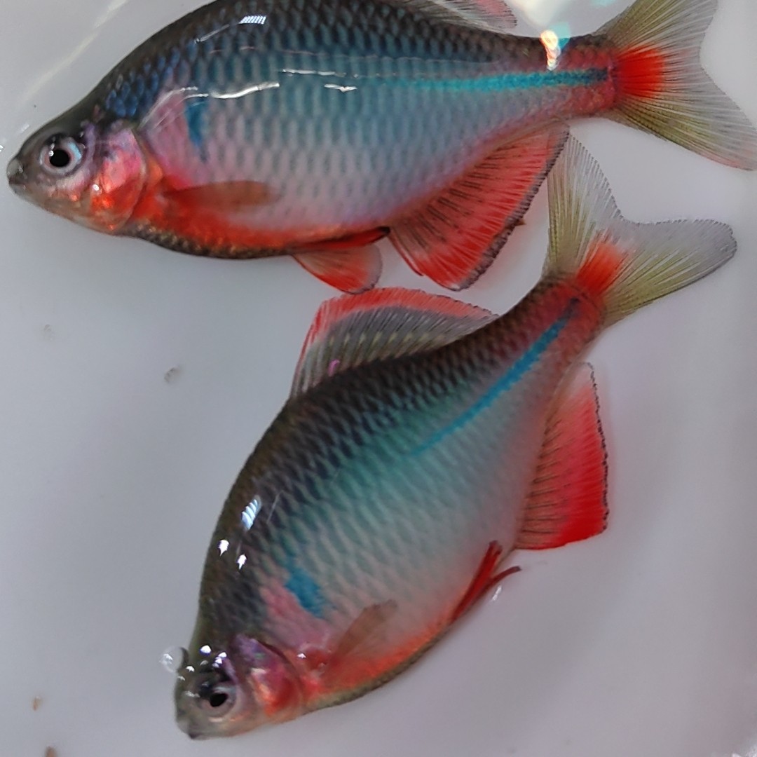 红边鳑鲏  江西红边 中国红 冷水鱼 原生鱼 观赏鱼不加温活体饲养