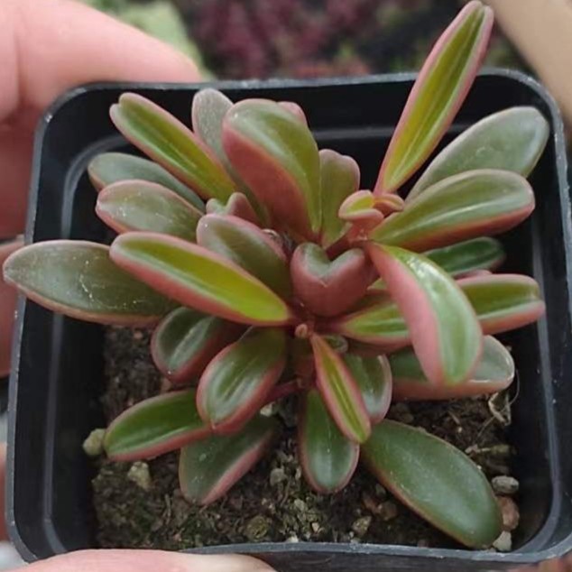 红背椒草 多肉植物