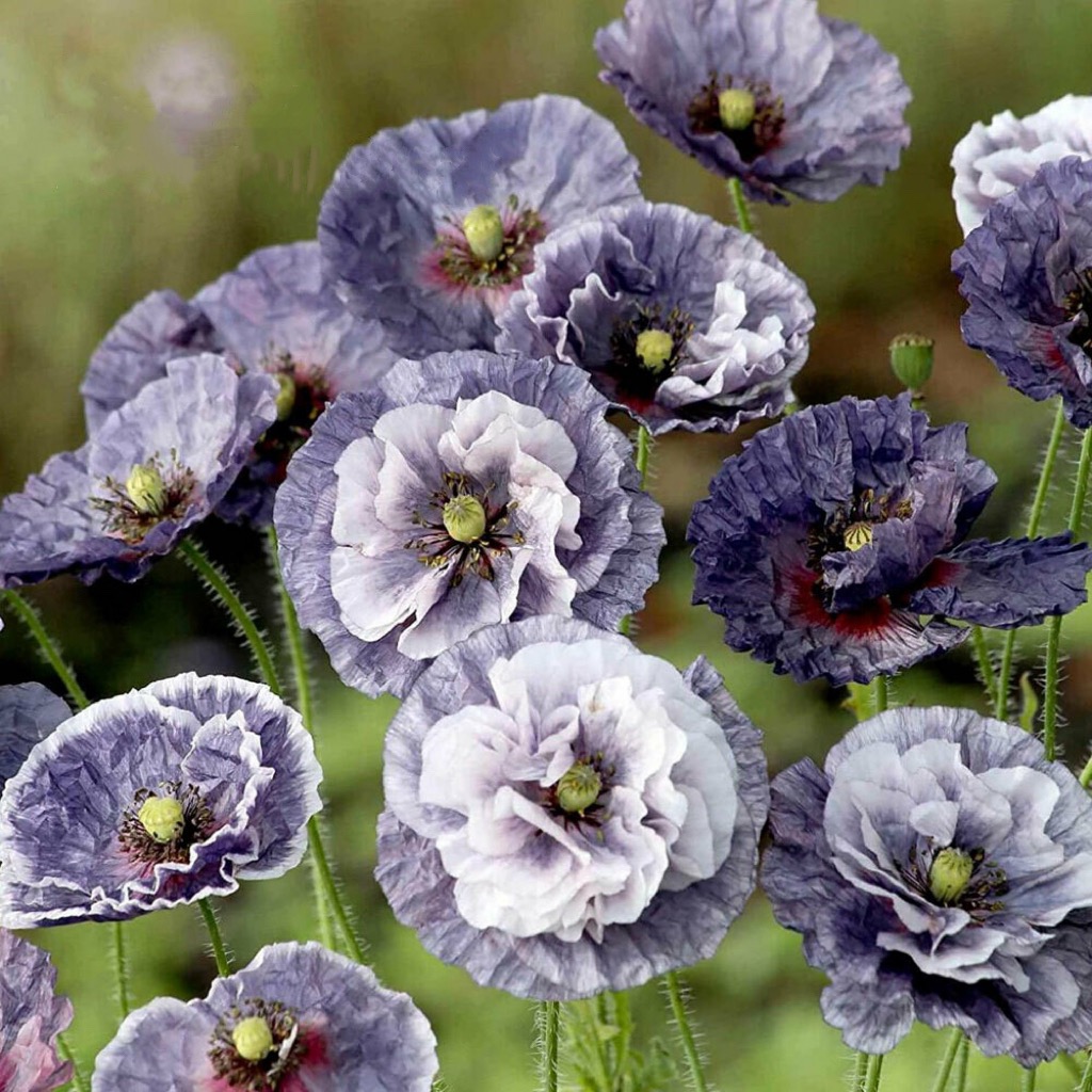 虞美人花苗盆栽灰雪莉蜂鸟大花园庭院春季开花耐寒花境植物可切花