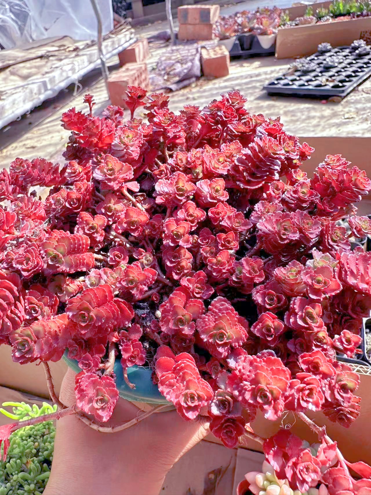 精控小球玫瑰多肉植物 