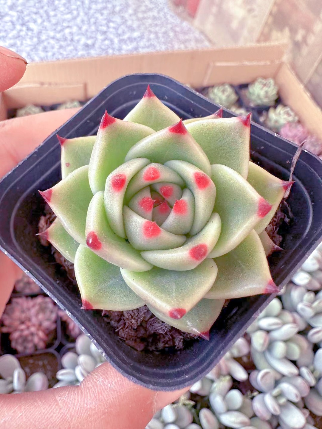 精控蓝龙多肉植物 （满9.9元包邮发货）