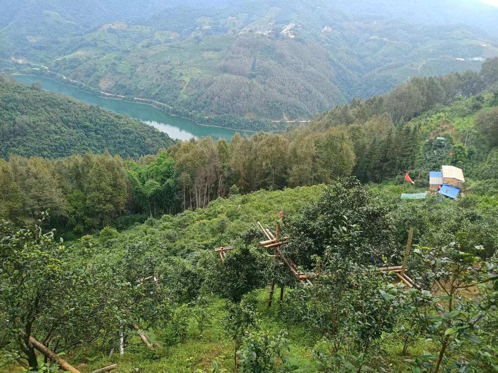 2025年下磨烈绿水塘古树100克普洱生茶 