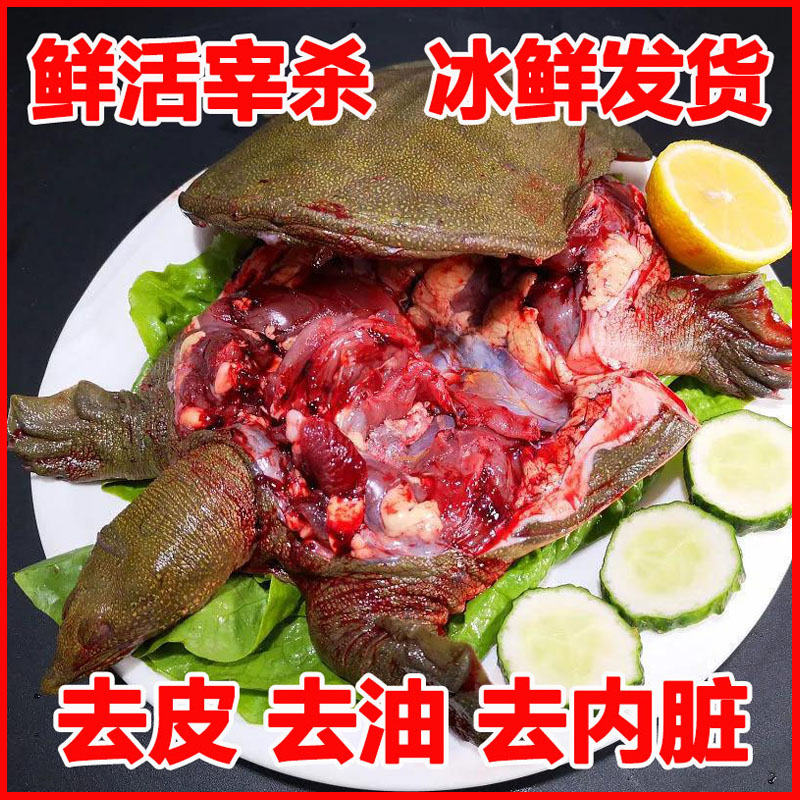 【宰杀】现挑现杀外塘生态甲鱼老鳖团鱼水鱼王八土鳖水产冰鲜发货