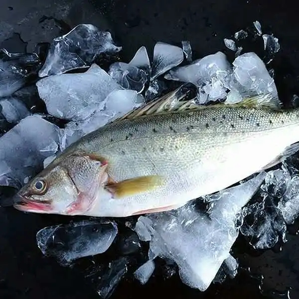 海鲈鱼1条 750-800g(默认杀好，不需杀鱼请备注)