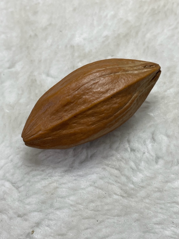 橄榄核原皮大四花素核尺寸2.0