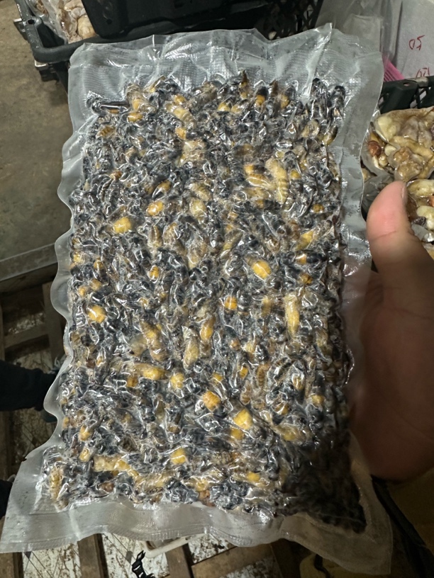 云南特产野生树蜂四级货空运冷冻发货