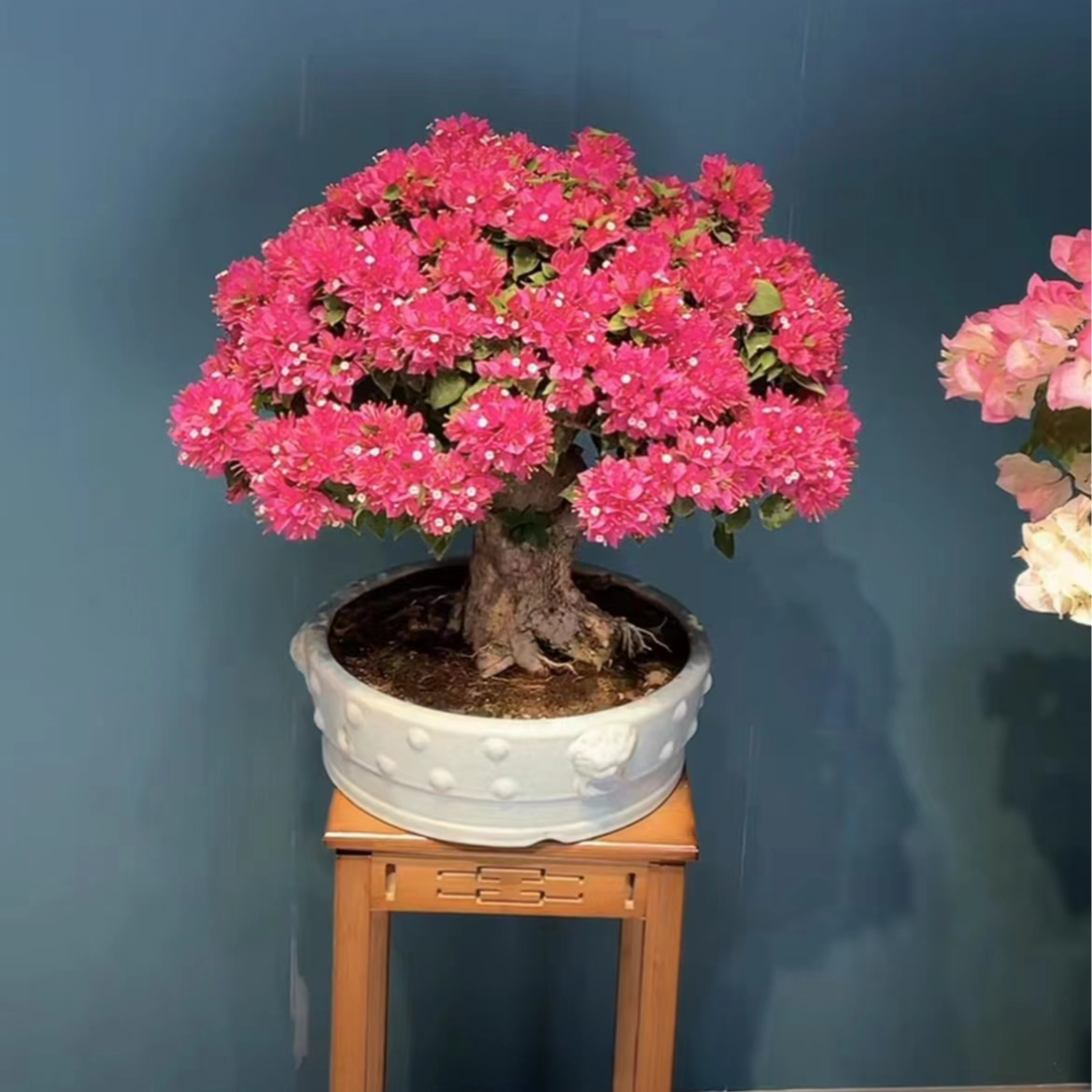 （偏远地区专属链接）小桃红三角梅一物一拍