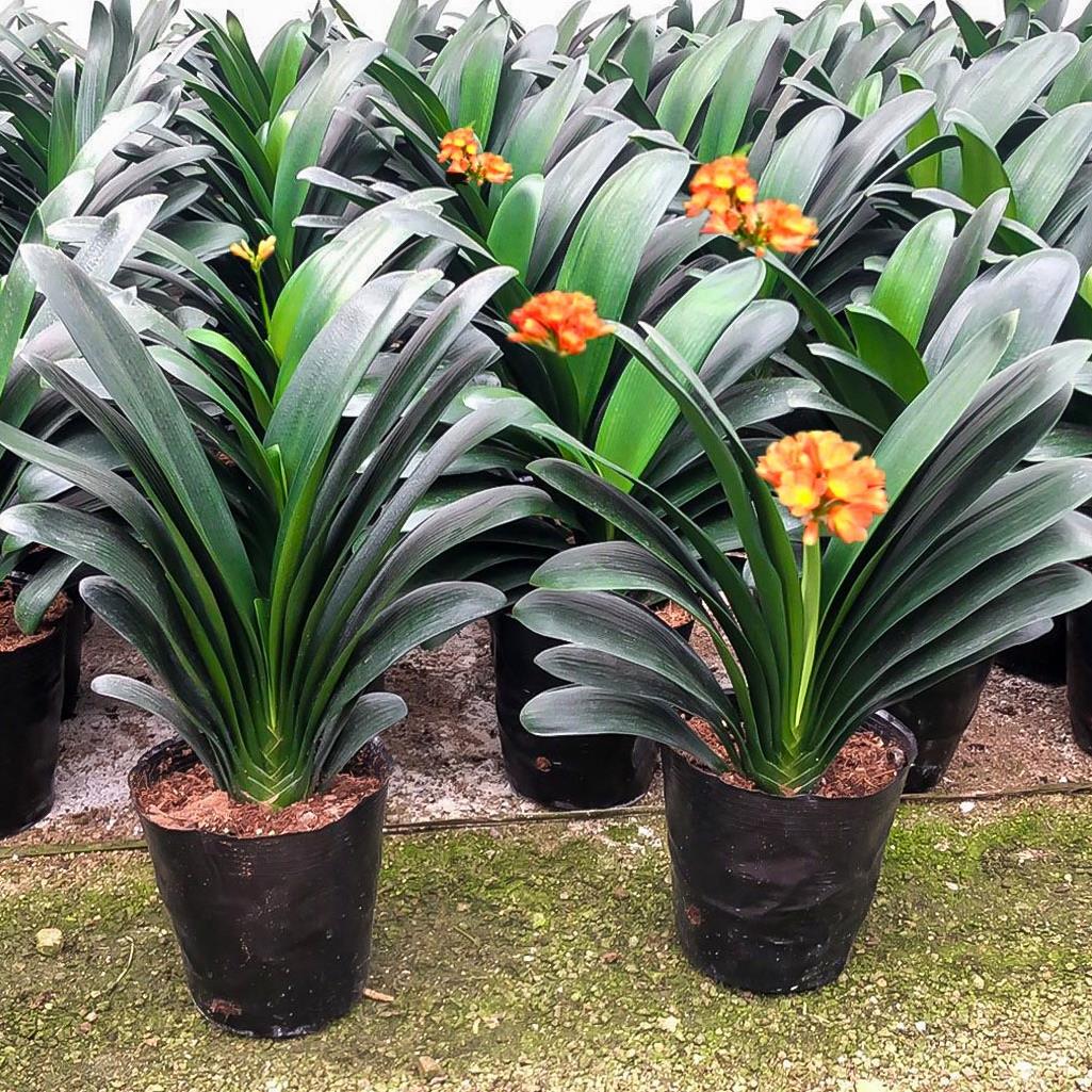 君子兰盆栽四季老苗花卉植物室内庭院水培绿植好养圆头和尚大小苗